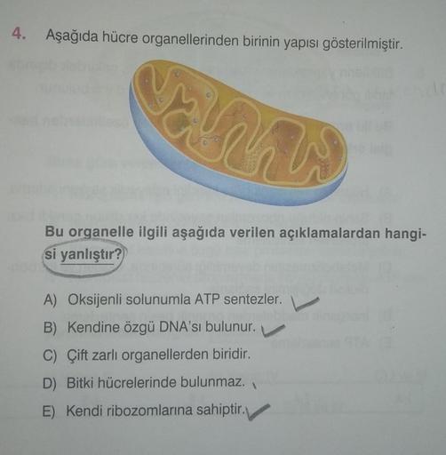 4. Aşağıda hücre organellerinden birinin yapısı gös… Biyoloji 4. Aşağıda hücre organellerinden birinin yapısı gös… Biyoloji