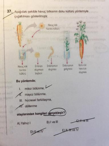 37. Aşağıdaki şekilde havuç bitkisinin doku kültürü yöntemiyle
çoğaltılması gösterilmiştir.
Havuç kok
hücresi
Bu yöntemde;
Embriyo
oluşmaya
başlıyor.
1.
mitoz bölünme,
mayoz bölünme,
III. hücresel farklılaşma,
döllenme
A) Yalnız I
Havuç kök
hucresi kulturu