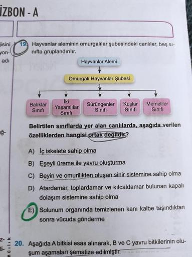 İZBON - A
Fisini 19 Hayvanlar aleminin omurgalılar şubesindeki canlılar, beş sı-
yon-
nifta gruplandırılır.
adı
harsh
mcilik
Balıklar
Sinifi
Hayvanlar Alemi
Omurgalı Hayvanlar Şubesi
İki
Yaşamlılar
Sınıfı
Sürüngenler Kuşlar Memeliler
Sınıfı
Sınıfı Sinifi
B