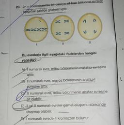 20. 2n = 4 kromozomlu bir canlıya ait bazı bölünme evreleri
aşağıdaki şekilde gösterilmiştir.
XXXX
I
XX
XX
||
|||
Bu evrelerle ilgili aşağıdaki ifadelerden hangisi
yanlıştır?
A numaralı evre, mitoz bölünmenin metafaz evresine
aittir.
B) Il numaralı evre, mayoz bölünmenin anafaz-l
evresine aittir.
Ill numaralı evre, mitoz bölünmenin anafaz evresine
ait olabilir.
D) II ve III numaralı evreler gamet oluşumu sürecinde
oluşmuş olabilir.
EI numaralı evrede 4 kromozom bulunur.