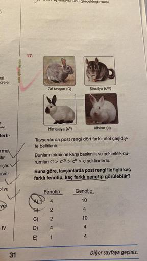 mal
creler
T
min
teril-
e me
stir.
mıştır.
asin-
bi ve
ve-
IV
31
anka eğitim yayınları
17.
Gri tavşan (C)
Himalaya (ch)
Albino (c)
Tavşanlarda post rengi dört farklı alel çeşidiy-
le belirlenir.
B)
Bunların birbirine karşı baskınlık ve çekiniklik du-
rumla