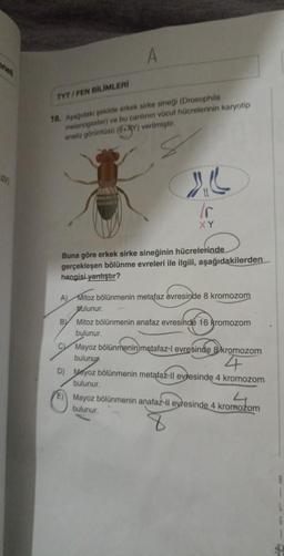 enell
OV
TYT/FEN BİLİMLERİ
A
18. Aşağıdaki şekilde erkek sirke sineği (Drosophila
melanogaster) ve bu canlının vücut hücrelerinin karyotip
analiz görüntüsü (6+XY) verilmiştir.
"
/r
XY
Buna göre erkek sirke sineğinin hücrelerinde
gerçekleşen bölünme evreleri ile ilgili, aşağıdakilerden
hangisi yanlıştır?
B
A) Mitoz bölünmenin metafaz evresinde 8 kromozom
bulunur.
Mitoz bölünmenin anafaz evresinde 16 kromozom
bulunur.
C Mayoz bölünmenin metafaz-l evresinde 8 kromozom
bulunup
4
D) Mayoz bölünmenin metafaz-ll evresinde 4 kromozom
bulunur.
4
E) Mayoz bölünmenin anafaz-ll evresinde 4 kromozom
bulunur.
B