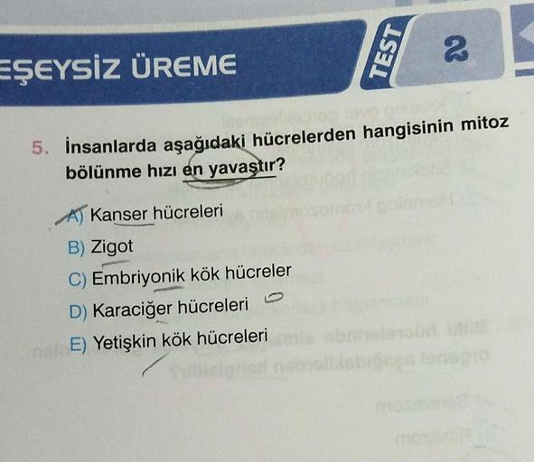 EŞEYSİZ ÜREME
TEST
A Kanser hücreleri
B) Zigot
C) Embriyonik kök hücreler
D) Karaciğer hücreleri
net E) Yetişkin kök hücreleri
2
one
5. İnsanlarda aşağıdaki hücrelerden hangisinin mitoz
bölünme hızı en yavaştır?
helerold buig
broses longio