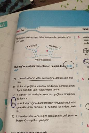 LLI
fest: 14
Aşağıdaki şekilde vater kabarcığına açılan kanallar gös- 4.
terilmiştir.
Karaciğer
11
Pankreas
Vater kabarcığı
Buna göre aşağıda verilenlerden hangisi doğru değil-
dir?
A) I. kanal safranın vater kabarcığına dökülmesini sağ-
lar.
bry
B) II. ka