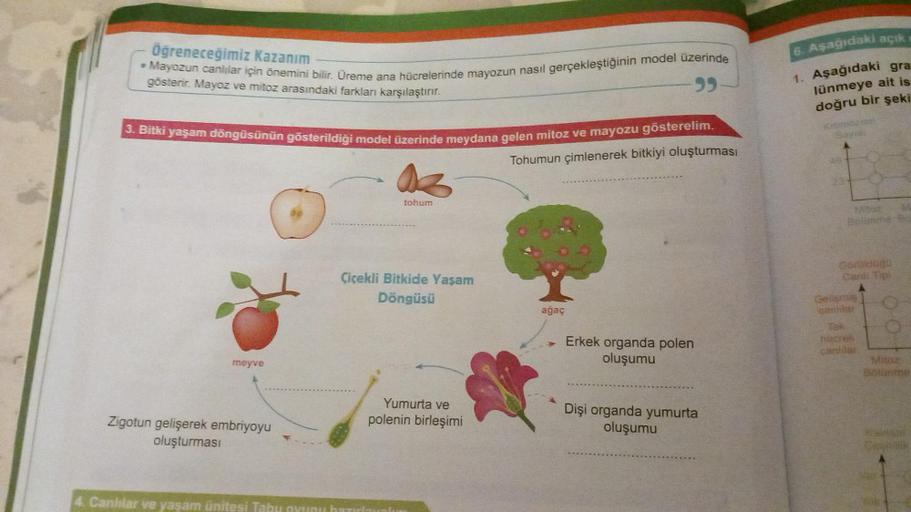 Öğreneceğimiz Kazanım
Mayozun canlılar için önemini bilir. Üreme ana hücrelerinde mayozun nasıl gerçekleştiğinin model üzerinde
99
gösterir. Mayoz ve mitoz arasındaki farkları karşılaştırır.
3. Bitki yaşam döngüsünün gösterildiği model üzerinde meydana gel