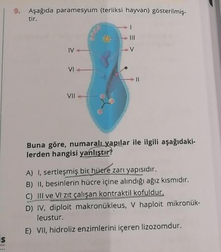 IS
9. Aşağıda paramesyum (terliksi hayvan) gösterilmiş-
tir.
IV 4
VI
VII
V
11
Buna göre, numaralı yapılar ile ilgili aşağıdaki-
lerden hangisi yanlıştır?
A) I, sertleşmiş bir hüere zarı yapısıdır.
B) II, besinlerin hücre içine alındığı ağız kısmıdır.
C) II