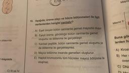 8
:XX:
ortasında
mayozda
C) III ve IV
E)
10. Aşağıda; üreme olayı ve hücre bölünmeleri ile ilgili
verilenlerden hangisi yanlıştır?
A) Eşeli üreyen bütün canlılarda gemet mayozla oluşur.
B) Eşeyli üreme, görüldüğü bütün canlılarda gamet
oluşumu ve döllenme ile gerçekleşir.
100TVO 3816
C) Kalıtsal çeşitlilik, bütün canlılarda gamet oluşumu ya
da döllenme ile gerçekleşmez.
D) Mayoz bölünme insanda gametleri oluşturur.
vimosomonx
E) Haploit kromozomlu tüm hücreler mayoz bölünme ile
oluşmaz.
Mayoz
Mayoz II
Buna gör
lerden ha
A) Kross
B) Her
over
C) DNA