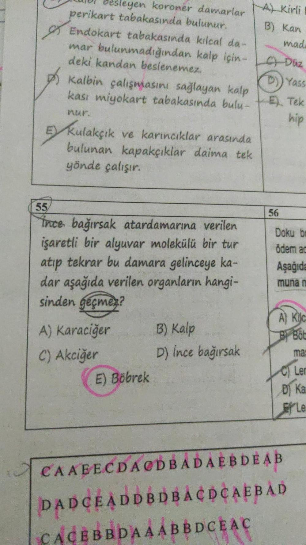 sleyen koroner damarlar
perikart tabakasında bulunur.
Endokart tabakasında kılcal da-
kalp için-
mar bulunmadığından
deki kandan beslenemez.
Kalbin çalışmasını sağlayan kalp
kası miyokart tabakasında bulu-
nur.
E Kulakçık ve karıncıklar arasında
bulunan ka