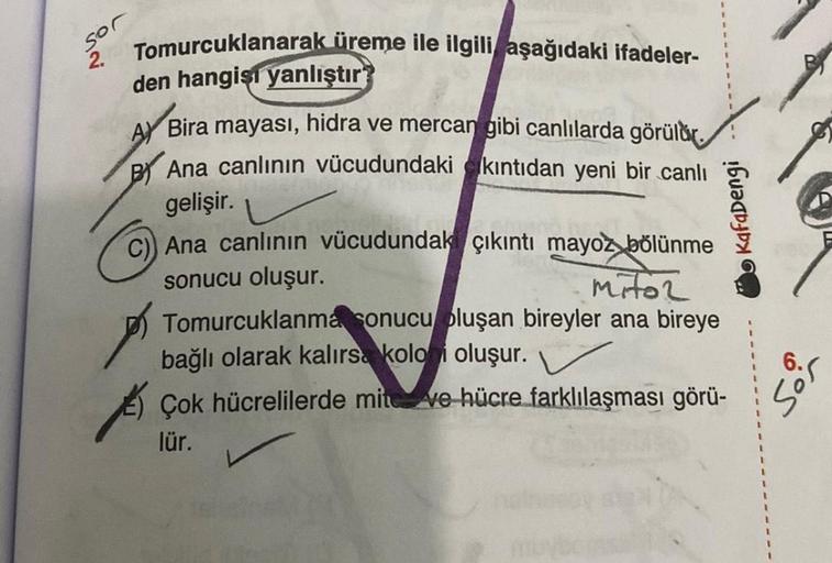 sor
2. Tomurcuklanarak üreme ile ilgili aşağıdaki ifadeler-
den hangisi yanlıştır
A Bira mayası, hidra ve mercan gibi canlılarda görülür.
Ana canlının vücudundaki kıntıdan yeni bir canlı
gelişir.
C) Ana canlının vücudundak çıkıntı mayoz bölünme
sonucu oluş