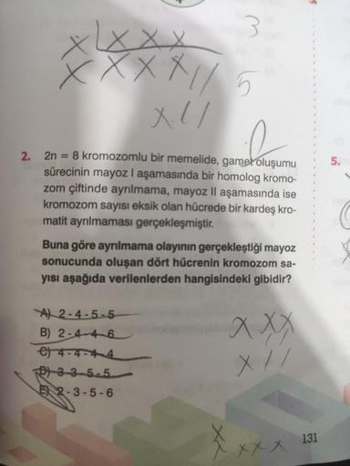 LXXX
XXXXI/5
X-1/
2.
2n = 8 kromozomlu bir memelide, gamet oluşumu
sürecinin mayoz I aşamasında bir homolog kromo-
zom çiftinde ayrılmama, mayoz II aşamasında ise
kromozom sayısı eksik olan hücrede bir kardeş kro-
matit ayrılmaması gerçekleşmiştir.
Buna gö