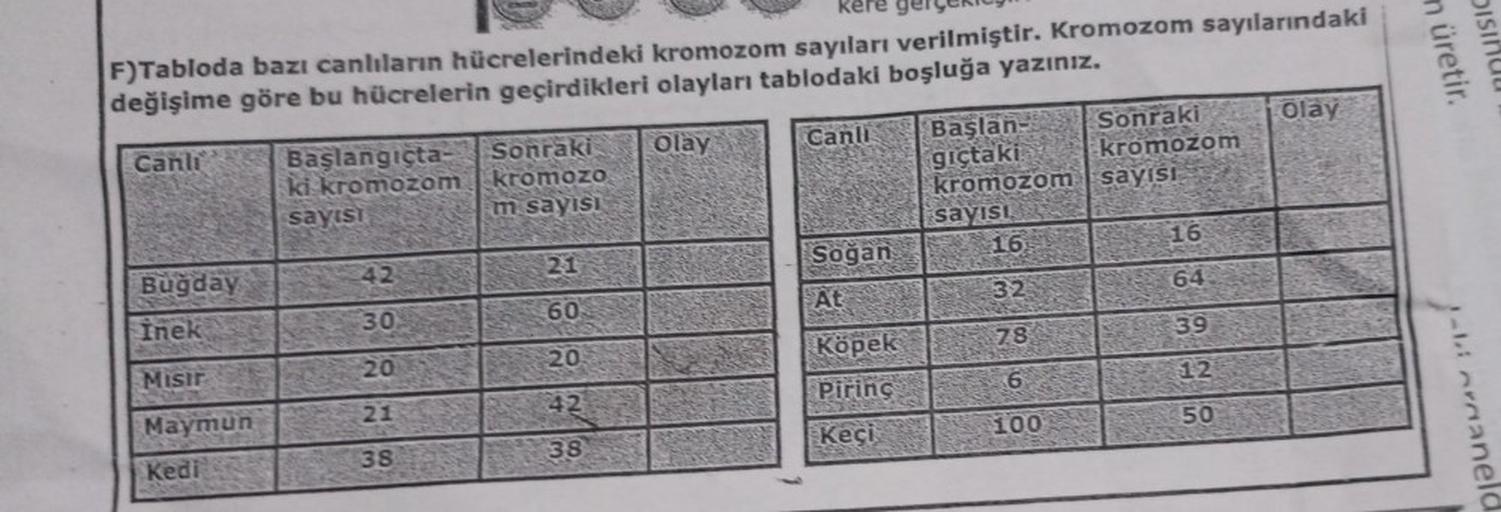 kere gerçekice
F) Tabloda bazı canlıların hücrelerindeki kromozom sayıları verilmiştir. Kromozom sayılarındaki
değişime göre bu hücrelerin geçirdikleri olayları tablodaki boşluğa yazınız.
Canli
Buğday
İnek
Misir
Maymun
Kedi
Başlangıçta-
ki kromozom
sayısı