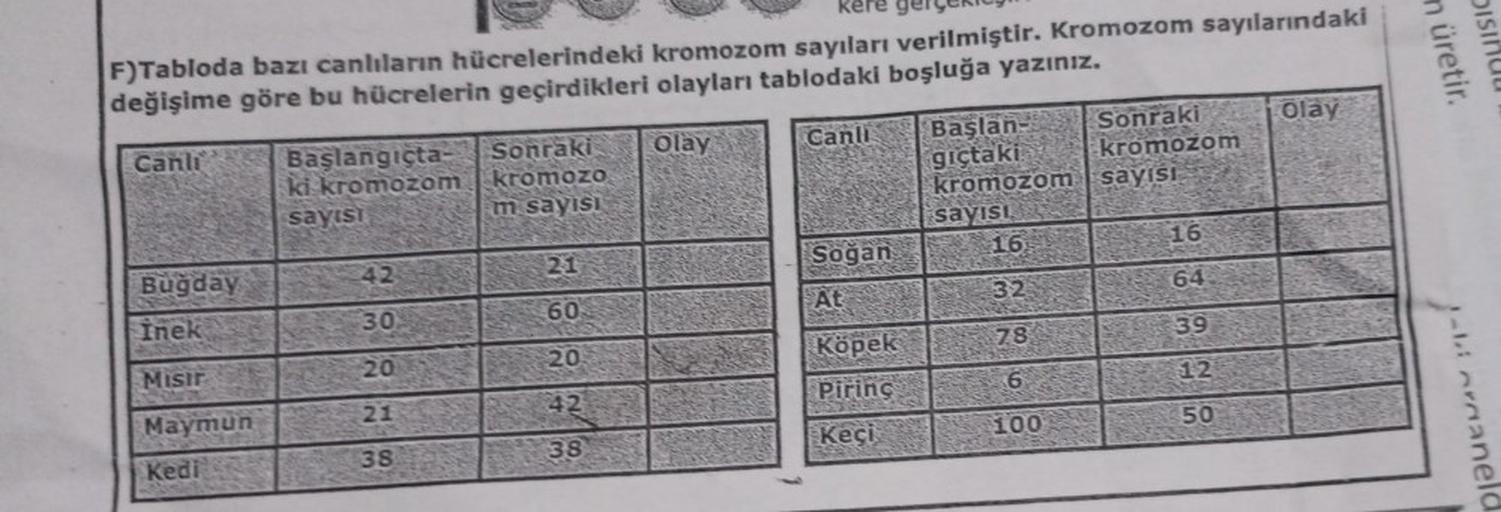 kere gerçekice
F) Tabloda bazı canlıların hücrelerindeki kromozom sayıları verilmiştir. Kromozom sayılarındaki
değişime göre bu hücrelerin geçirdikleri olayları tablodaki boşluğa yazınız.
Canli
Buğday
İnek
Misir
Maymun
Kedi
Başlangıçta-
ki kromozom
sayısı
