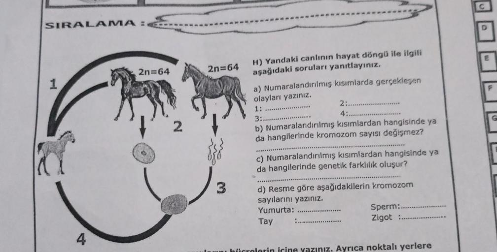 SIRALAMA: G
1
4
2n=64
2
2n=64
3
H) Yandaki canlının hayat döngü ile ilgili
aşağıdaki soruları yanıtlayınız.
a) Numaralandırılmış kısımlarda gerçekleşen
olayları yazınız.
1: .....
3:..........
2:...........
4:...........
b) Numaralandırılmış kısımlardan han