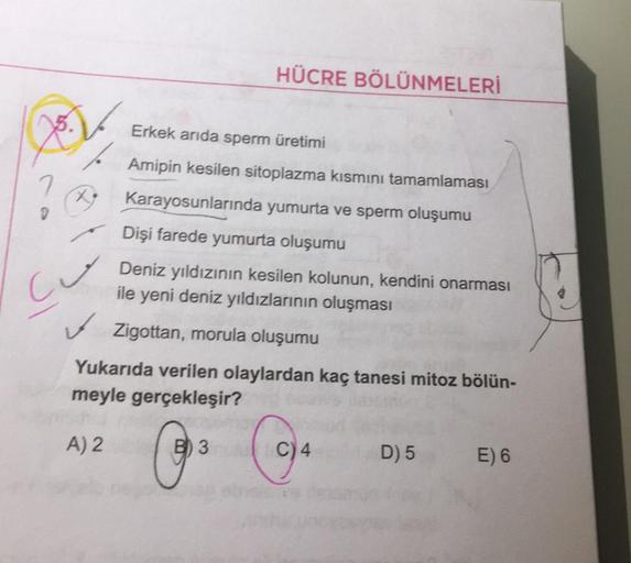 7
Cu
HÜCRE BÖLÜNMELERİ
Erkek arıda sperm üretimi
Amipin kesilen sitoplazma kısmını tamamlaması
Karayosunlarında yumurta ve sperm oluşumu
Dişi farede yumurta oluşumu
Deniz yıldızının kesilen kolunun, kendini onarması
ile yeni deniz yıldızlarının oluşması
✓ 