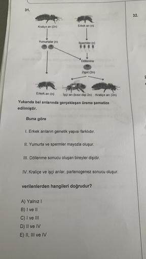 31.
Kraliçe anı (2n)
Yumurtalar (n)
Erkek arı (n)
Buna göre
Erkek ani (n)
Spermler (n)
Döllenme
İşçi arı (kısır dişi 2n) Kraliçe arı (2n)
Yukarıda bal arılarında gerçekleşen üreme şematize
edilmiştir.
Zigot (2n)
1. Erkek arıların genetik yapısı farklıdır.
