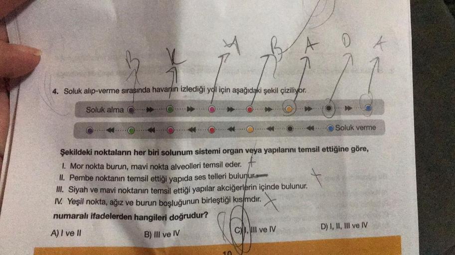 k
Soluk alma
7
4. Soluk alıp-verme sırasında havanın izlediği yol için aşağıdaki şekil çiziliyor.
FL
A
CI, III ve IV
D
Şekildeki noktaların her biri solunum sistemi organ veya yapılarını temsil ettiğine göre,
1. Mor nokta burun, mavi nokta alveolleri temsi