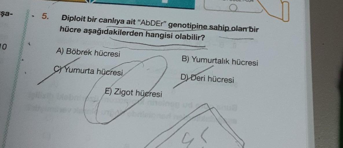 şa-
10
5.
Diploit bir canlıya ait "AbDEr" genotipine sahip olan bir
hücre aşağıdakilerden hangisi olabilir?
A) Böbrek hücresi
CYumurta hücresi
E) Zigot hücresi
B) Yumurtalık hücresi
D) Deri hücresi
Boud