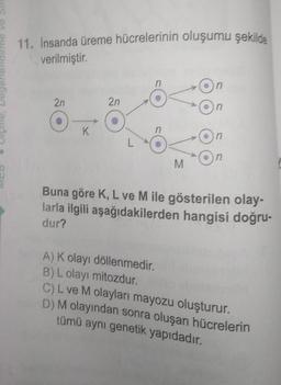 11. Insanda üreme hücrelerinin oluşumu şekilde
verilmiştir.
2n
K
2n
M
Buna göre K, L ve M ile gösterilen olay-
larla ilgili aşağıdakilerden hangisi doğru-
dur?
A) K olayı döllenmedir.
B) L olayı mitozdur.
C) L ve M olayları mayozu oluşturur.
D) M olayından sonra oluşan hücrelerin
tümü aynı genetik yapıdadır.