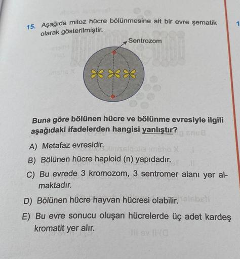 15. Aşağıda mitoz hücre bölünmesine ait bir evre şematik
olarak gösterilmiştir.
Sentrozom
**
Buna göre bölünen hücre ve bölünme evresiyle ilgili
aşağıdaki ifadelerden hangisi yanlıştır? Snua
A) Metafaz evresidir.
algot
B) Bölünen hücre haploid (n) yapıdadı