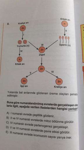 8.
Kraliçe arı
2n
Yumurta (n)
IV
n
Erkek arı
2n
İşçi arı
|||
2n
Zigot
2n
VI
Erkek arı
n
1999
Sperm (n)
2n
Kraliçe arı
Yukarıda bal arılarında gözlenen üreme olayları şematiz
edilmiştir.
Buna göre numaralandırılmış evrelerde gerçekleşen olay
larla ilgili, a