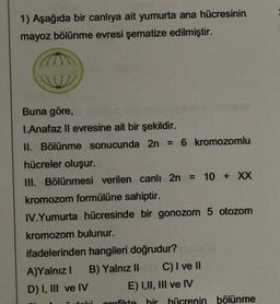 1) Aşağıda bir canlıya ait yumurta ana hücresinin
mayoz bölünme evresi şematize edilmiştir.
Buna göre,
I.Anafaz II evresine ait bir şekildir.
II. Bölünme sonucunda 2n = 6 kromozomlu
hücreler oluşur.
III. Bölünmesi verilen canlı 2n = 10 + XX
kromozom formülüne sahiptir.
IV.Yumurta hücresinde bir gonozom 5 otozom
kromozom bulunur.
ifadelerinden hangileri doğrudur?
B) Yalnız II
A)Yalnız I
D) I, III ve IV
Joli
C) I ve II
E) I, II, III ve IV
grafikte bir hücrenin
bölünme