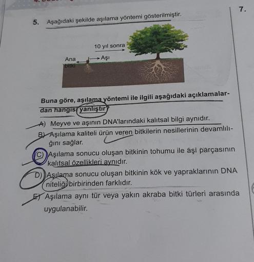 5. Aşağıdaki şekilde aşılama yöntemi gösterilmiştir.
Ana
bitki
10 yıl sonra
Aşı
Buna göre, aşılama yöntemi ile ilgili aşağıdaki açıklamalar-
dan hangisi yanlıştır
A) Meyve ve aşının DNA'larındaki kalıtsal bilgi aynıdır.
BY Aşılama kaliteli ürün veren bitki