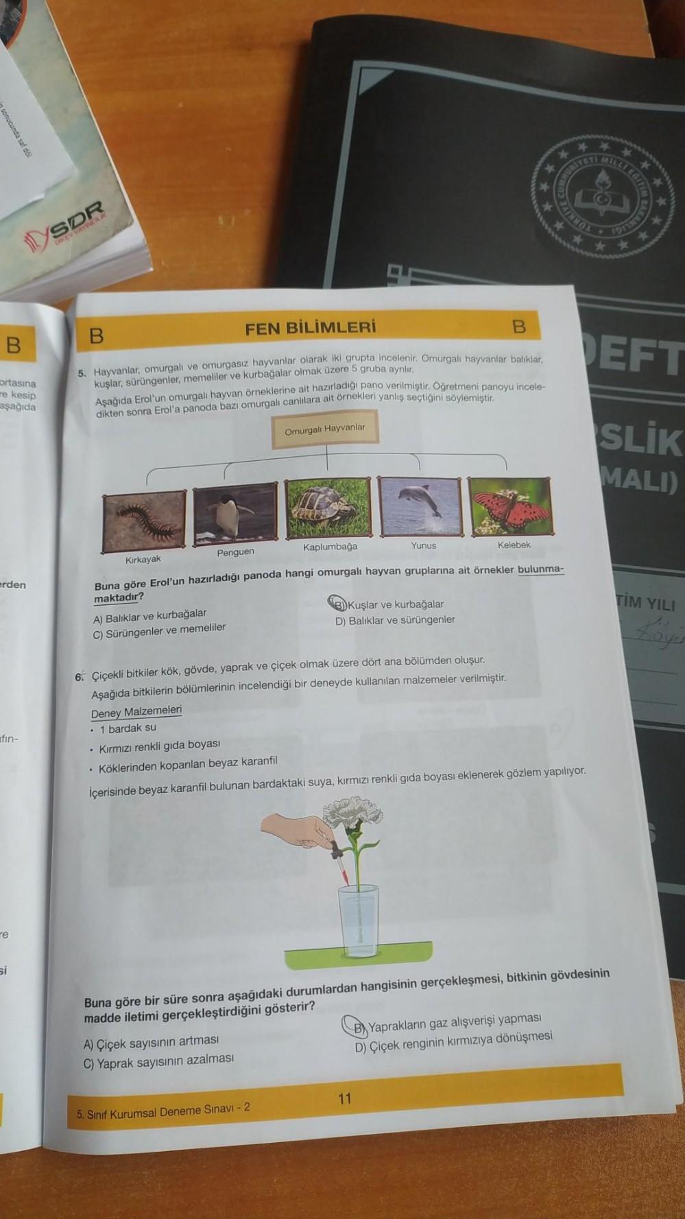sonucunda saf döl
B
ortasına
re kesip
aşağıda
erden
fin-
re
si
SDR
DKEY VAVINUK
Penguen
B
FEN BİLİMLERİ
B
5. Hayvanlar, omurgalı ve omurgasız hayvanlar olarak iki grupta incelenir. Omurgalı hayvanlar balıklar,
kuşlar, sürüngenler, memeliler ve kurbağalar o