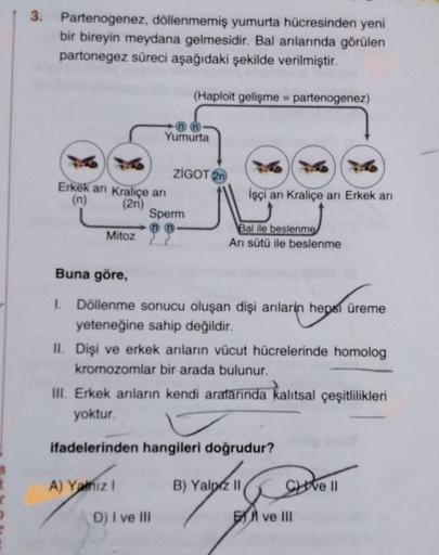 3
3. Partenogenez, döllenmemiş yumurta hücresinden yeni
bir bireyin meydana gelmesidir. Bal arılarında görülen
partonegez süreci aşağıdaki şekilde verilmiştir.
Erkek an Kraliçe anı
(n)
(2n)
Mitoz
Yumurta
(Haploit gelişme = partenogenez)
Sperm
A) Yalnızl
ZI