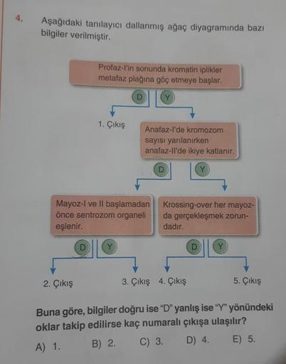 4.
Aşağıdaki tanılayıcı dallanmış ağaç diyagramında bazı
bilgiler verilmiştir.
Profaz-l'in sonunda kromatin iplikler
metafaz plağına göç etmeye başlar.
2. Çıkış
1. Çıkış
Anafaz-l'de kromozom
sayısı yarılanırken
anafaz-ll'de ikiye katlanır.
Mayoz-I ve II ba