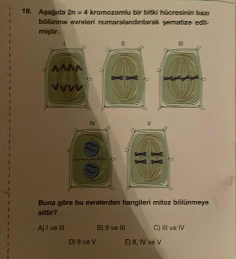 19. Aşağıda 2n = 4 kromozomlu bir bitki hücresinin bazı
bölünme evreleri numaralandınlarak şematize edil-
miştir.
MAA
VVVV
Eker F
Buna göre bu evrelerden hangileri mitoz bölünmeye
aittir?
A) I ve III
D) II ve V
B) II ve III
C) III ve IV
E) II, IV ve V