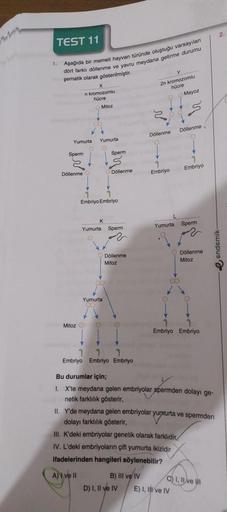 TEST 11
Aşağıda bir memeli hayvan türünde oluştuğu varsayılan
dört farklı döllenme ve yavru meydana getirme durumu
şematik olarak gösterilmiştir.
1.
TIM
Sperm
X
n kromozomlu
hücre
Yumurta Yumurta
2
Döllenme C
Mitoz
Mitoz
Sperm
Embriyo Embriyo
00
0
K
Yumurt