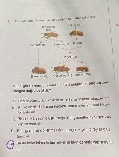 2.
Bal arılarında üreme olayları aşağıda şematize edilmiştir.
Kraliçe arı
(2n)
Erkek arı
(n)
Yumurta (n)
Yumurta (n) Sperm (n)
Zigot (2n)
Erkek arı (n) Kraliçe arı (2n) İşçi arı (2n)
Buna göre arılarda üreme ile ilgili aşağıdaki bilgilerden
hangisi doğru d