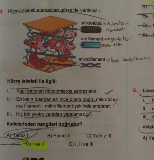 3. Hücre iskeleti elemanları görselde verilmiştir.
Hücre iskeleti ile ilgili;
1.
II.
I ve II
mikrotübül) huelein
hereket:
arafilament orgonelle!
sabitle
Yapı birimleri ribozomlarda sentezlenir.
En kalın olandan en ince olana doğru mikrotübül -
ara filament
