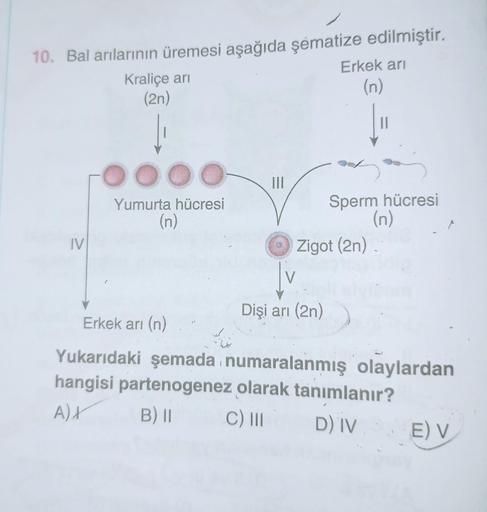 10. Bal arılarının üremesi aşağıda şematize edilmiştir.
Erkek arı
(n)
IV
Kraliçe arı
(2n)
Yumurta hücresi
(n)
=
|||
Sperm hücresi
(n)
Zigot (2n)
Dişi arı (2n)
Erkek arı (n)
Yukarıdaki şemada numaralanmış olaylardan
hangisi partenogenez olarak tanımlanır?
A