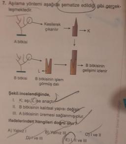 7. Aşılama yöntemi aşağıda şematize edildiği gibi gerçek-
leşmektedir.
W
A bitkisi
B bitkisi
A) Yalnız 1
Kesilerek
çıkarılır
2
B bitkisinin işlem
görmüş dalı
Şekil incelendiğinde,
1. K; aşı Cise anaçtır
II. B bitkisinin kalıtsal yapısı değişi
III. A bitkisinin üremesi sağlanmış plur
ifadelerinden hangileri doğru olur?
DH've III
B) Yalnız III
→ B bitkisinin
gelişimi izlenir
K
C) I ve Il
E) II ve III
Hizmetleri Genel Müdürlogo