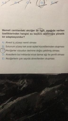 A) 2
B
6
D)
EL10
Memeli canlılardaki akciğer ile ilgili, aşağıda verilen
özelliklerinden hangisi su kaybını azaltmaya yönelik
bir adaptasyondur?
A) Alveol iç yüzeyi nemli olması
B) Solunum yüzeyi tek sıralı epitel hücrelilerinden oluşması
C) Akciğerler vüc