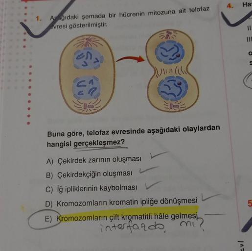 1.
Ağıdaki şemada bir hücrenin mitozuna ait telofaz
vresi gösterilmiştir.
), )) ((\\\
3
Buna göre, telofaz evresinde aşağıdaki olaylardan
hangisi gerçekleşmez?
A) Çekirdek zarının oluşması
B) Çekirdekçiğin oluşması
C) iğ ipliklerinin kaybolması
D) Kromozom