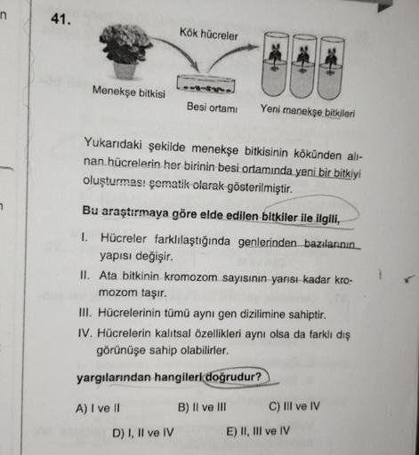 n
41.
Menekşe bitkisi
Kök hücreler
Besi ortamı
Yukarıdaki şekilde menekşe bitkisinin kökünden alı-
nan hücrelerin her birinin besi ortamında yeni bir bitkiyi
oluşturması şomatik olarak gösterilmiştir.
D) I, II ve IV
Yeni menekşe bitkileri
Bu araştırmaya gö