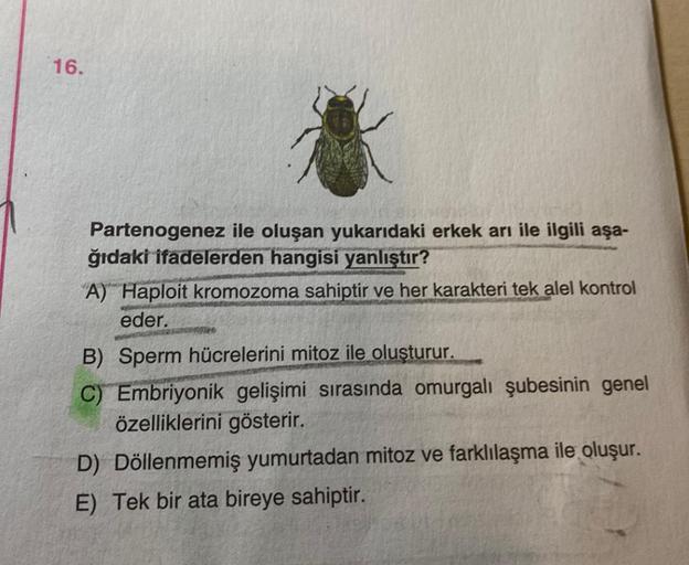 16.
Partenogenez ile oluşan yukarıdaki erkek arı ile ilgili aşa-
ğıdaki ifadelerden hangisi yanlıştır?
A) Haploit kromozoma sahiptir ve her karakteri tek alel kontrol
eder. AFW
B) Sperm hücrelerini mitoz ile oluşturur.
C) Embriyonik gelişimi sırasında omur