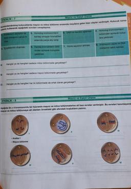 ETKİNLIK-7
Mayoz ve Eşeyli Ureme
Numaralandırılmış kutucuklarda mayoz ve mitoz bölünme sırasında meydana gelen bazı olaylar verilmiştir. Kutucuk numa-
ralarını kullanarak aşağıdaki sorulan cevaplayınız.
1. Kromozom sayısının ve
DNA miktarının yarıya in-
mesi
5. lğ ipliklerinin oluşması
A)
B)
C)
2. Homolog kromozomların 3. DNA'nın kendini eşlemesi
kardeş olmayan kromatitleri
arasında parça alış verişi
6. Kardeş kromatitlerin birbi-
rinden aynlarak kutuplara
çekilmesi
Hangisi ya da hangileri sadece mitoz bölünmede gerçekleşir?
ETKİNLİK-8
Hangisi ya da hangileri sadece mayoz bölünmede gerçekleşir?
7. Hücre sayısının artmasi
Hangisi ya da hangileri her iki bölünmede de ortak olarak gerçekleşir?
-Anafaz I
- Mayoz bölünme
IV
4. Homolog kromozomların
birbirinden ayrılarak kutup-
lara çekilmesi
8. Kromozom sayısı ve DNA
miktarının sabit kalması
Mayoz ve Eşeyli Üreme
Aşağıda 2n = 4 kromozomlu bir hücrenin mayoz ve mitoz bölünmelerine ait bazı evreler verilmiştir. Bu evreleri tanımlayaral
mayoz ve mitoz bölünmeye ait olanları örnekteki gibi altındaki boşluklara yazınız.
Balk
UNITE-2
VI
MAYOZ VE ESETL