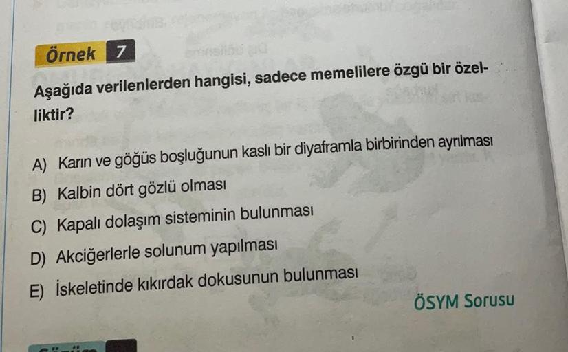 Örnek 7
Aşağıda verilenlerden hangisi, sadece memelilere özgü bir özel-
liktir?
A) Karın ve göğüs boşluğunun kaslı bir diyaframla birbirinden ayrılması
B) Kalbin dört gözlü olması
C) Kapalı dolaşım sisteminin bulunması
D) Akciğerlerle solunum yapılması
E)
