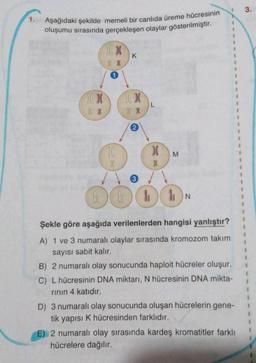 1.
Aşağıdaki şekilde memeli bir canlıda üreme hücresinin
oluşumu sırasında gerçekleşen olaylar gösterilmiştir.
XX
XX
XX
1
10
K
XX
XX
X(
X
M
3
0000
N
Şekle göre aşağıda verilenlerden hangisi yanlıştır?
A) 1 ve 3 numaralı olaylar sırasında kromozom takım
sayısı sabit kalır.
I
B) 2 numaralı olay sonucunda haploit hücreler oluşur.
C) L hücresinin DNA miktarı, N hücresinin DNA mikta-
rının 4 katıdır.
1
D) 3 numaralı olay sonucunda oluşan hücrelerin gene-
tik yapısı K hücresinden farklıdır.
E) 2 numaralı olay sırasında kardeş kromatitler farklı
hücrelere dağılır.
1
3.