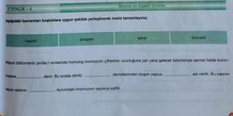 ETKİNLİK - 4
Aşağıdaki kavramları boşluklara uygun şekilde yerleştirerek metni tamamlayınız.
haploit
masina
sinapsis
sayısı canlının
Mayoz ve Eşeyli Üreme
Mayoz bölünmenin profaz I evresinde homolog kromozom çiftlerinin uzunluğuna yan yana gelerek birbirleriyle sarmal halde bulun-
denir. Bu sırada dörtlü
tetrat
demetlerinden oluşan yapıya
durumdaki kromozom sayısına eşittir.
kromatit
adı verilir. Bu yapının