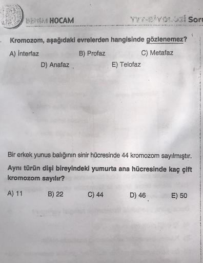 BENIM HOCAM
- Kromozom, aşağıdaki evrelerden hangisinde gözlenemez?
A) interfaz
B) Profaz
C) Metafaz
D) Anafaz
www.elvos.val Sore
C) 44
E) Telofaz
Bir erkek yunus balığının sinir hücresinde 44 kromozom sayılmıştır.
Aynı türün dişi bireyindeki yumurta ana h