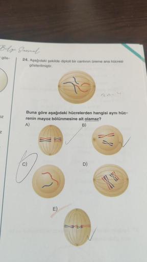 Belge Garnal
gös-
OZ
Z
24. Aşağıdaki şekilde diploit bir canlının üreme ana hücresi
gösterilmiştir.
Buna göre aşağıdaki hücrelerden hangisi aynı hüc-
renin mayoz bölünmesine ait olamaz?
A)
B)
E)
20-4
D)