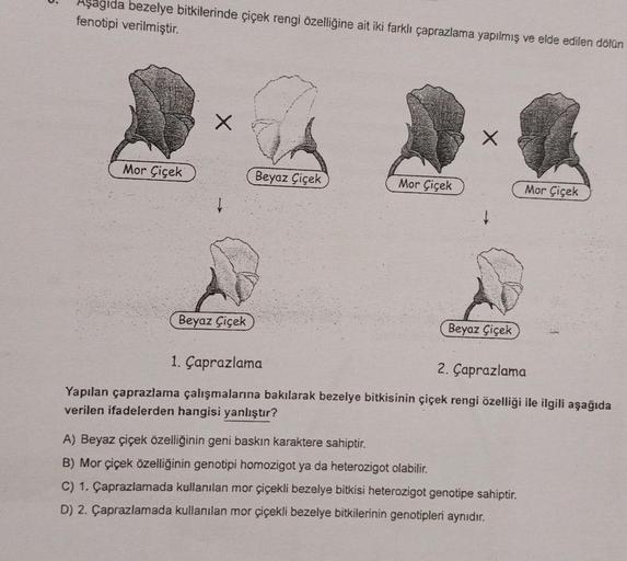 Aşağıda bezelye bitkilerinde çiçek rengi özelliğine ait iki farklı çaprazlama yapılmış ve elde edilen dölün
fenotipi verilmiştir.
Mor Çiçek
X
Beyaz Çiçek
Beyaz Çiçek
Mor Çiçek
Beyaz Çiçek
Mor Çiçek
1. Çaprazlama
2. Çaprazlama
Yapılan çaprazlama çalışmaları