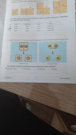 A)
B)
D
Fen bilimleri del
Benzetmede aşağıdaki yapboz parçaları kullanılacaktır.
Hiere
7ULTI20221-3
III
Buna göre, yapboz parçalarıyla bu kavramların kapsam açısından eşleştirilmesi aşağıdakiler-
den hangisinde doğru verilmiştir?
Hücre
Organ
Hücre
Hücre
7
11
Dobb
E
11
Organizma
Doku
Doku
Organ
E
55
KE
111
Doku
5₁
Hücre
Organ
Doku
2. Aşağıda mitoz geçiren bir yaprak hücresiyle bir karaciğer hücresine ait bölünme aşaması gösterilmiştir.
11
IV
Organ
Organizma
Organizma
Organizma
Yaprak Hücresi
Karaciğer Hücresi
Bu farklılığın nedeni bu hücrelerde bulunan hangi yapının farklı olmasıdır?
A) Hücre duvarı
B) Kloroplast
C) Sentrozom
D) Koful
IV
Diğer sayfaya geçiniz.