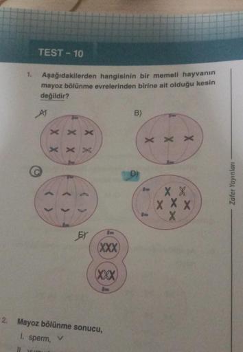 1.
TEST - 10
Aşağıdakilerden hangisinin bir memeli hayvanın
mayoz bölünme evrelerinden birine ait olduğu kesin
değildir?
AT
Vun
XXX
XXX
EX
(XXX
(XXX)
lo
2. Mayoz bölünme sonucu,
1. sperm, v
V
11
B)
D)
XX X
X X
X X X
X
Zafer Yayınları