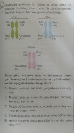 5. Aşağıdaki şekillerde bir aileye ait anne, baba ve
çocuğun homolog kromozomları ile bu kromozomlar
üzerinde taşınan bazı alel genler gösterilmiştir.
Sari
saç
Mavi
göz
Anne
Siyah
saç
Kahverengi
göz
Sarı
saç
Kahverengi
göz
Çocuk
Sarı
saç
Mavi
göz
Siyah
saç
Mavi
göz
Baba
Siyah
saç
Kahverengi
göz
Buna göre, çocukta anne ve babasında olma-
yan kromozom kombinasyonlarının görülmesinin
sebebi aşağıdakilerden hangisidir?
A) Mayoz bölünme sırasında gerçekleşen krossing-
over
B) Mayoz bölünme sırasında gerçekleşen homolog
kromozom ayrılması
C) Mayoz bölünme sırasında gerçekleşen kardeş kro-
matit ayrılması
D) Döllenme sonucu oluşan zigotun mitoz bölünmesi
E) Mayoz bölünme öncesinde DNA'nın kendini eşle-
mesi