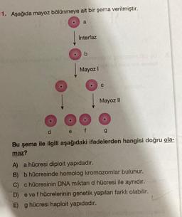 11. Aşağıda mayoz bölünmeye ait bir şema verilmiştir.
a
e
Interfaz
b
Mayoz I
C
Mayoz II
d
f g
Bu şema ile ilgili aşağıdaki ifadelerden hangisi doğru ola-
maz?
A) a hücresi diploit yapıdadır.
B) b hücresinde homolog kromozomlar bulunur.
C) c hücresinin DNA miktarı d hücresi ile aynıdır.
D) e ve f hücrelerinin genetik yapıları farklı olabilir.
E) g hücresi haploit yapıdadır.
L